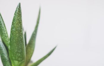 aloe-vera-wunderwaffe