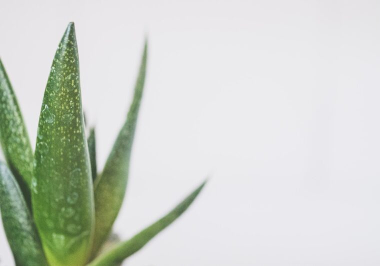 aloe-vera-wunderwaffe
